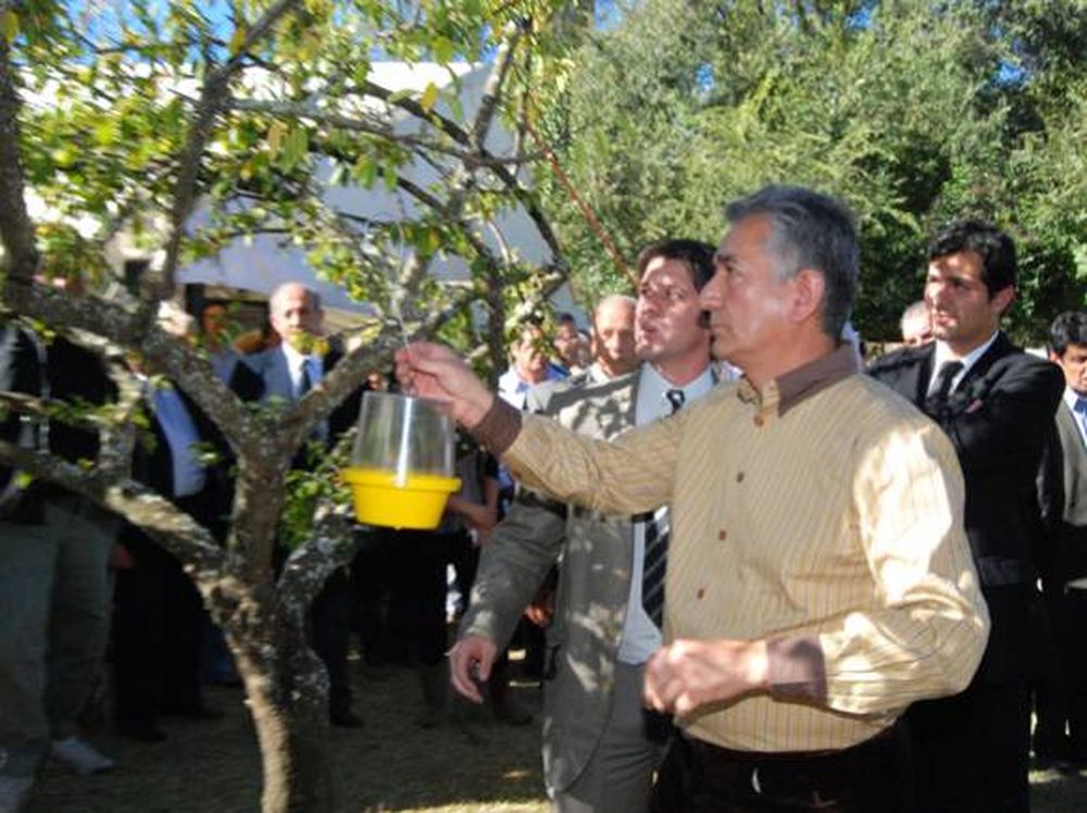 San Luis ya trabaja con miras a ser libre de mosca de los frutos