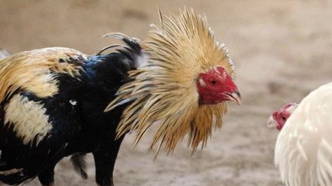 Su propio gallo de riña lo mató cuando lo lleva a una pelea clandestina