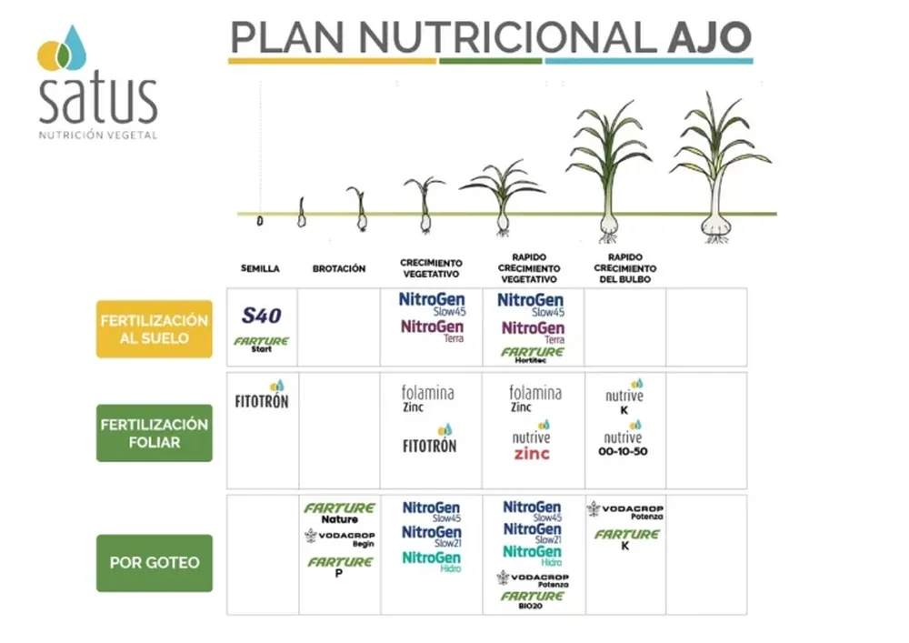 Planes de fertilización para cultivos de ajos y cebollas