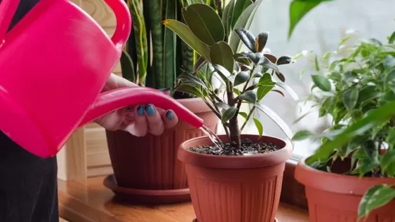 El truco para regar las plantas de casa cuando estás de viaje