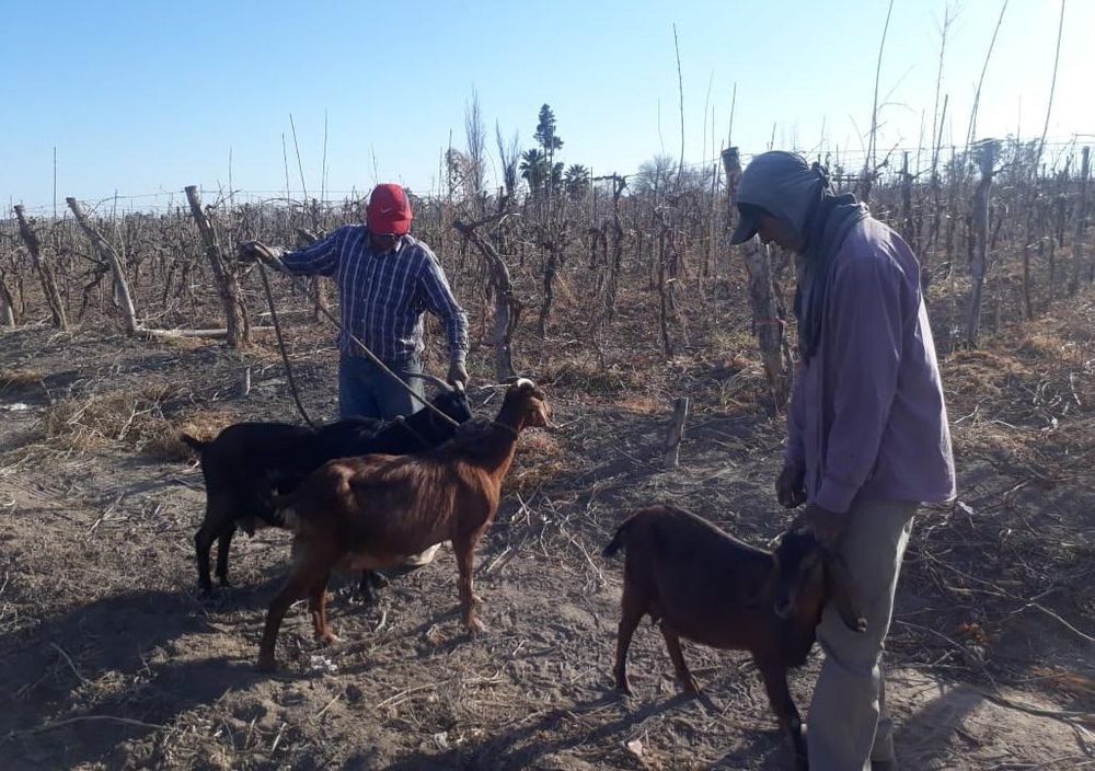Llevaban 10 cabras robadas en un auto, vieron a la Policía, las abandonaron y huyeron