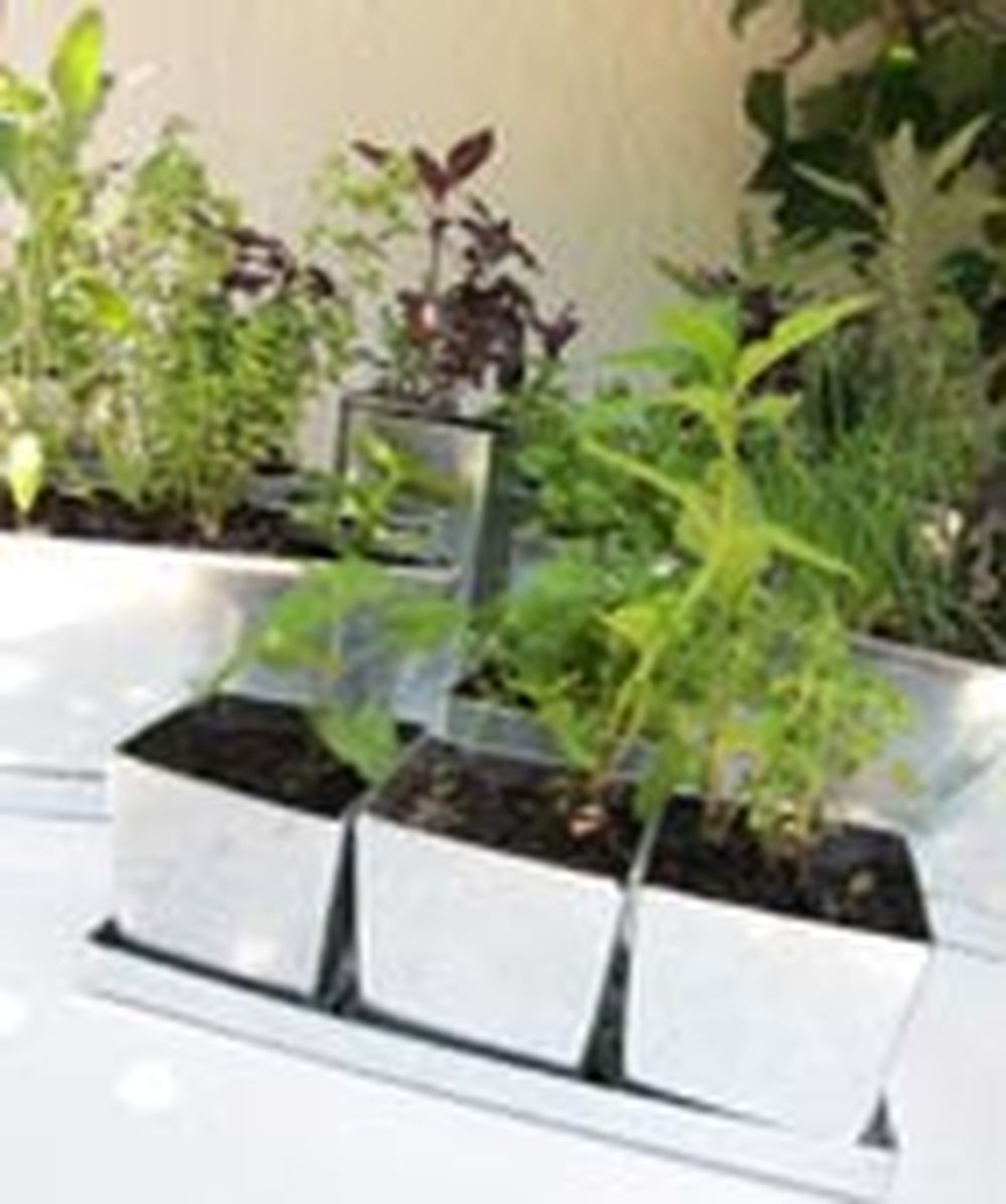 Verduras orgánicas