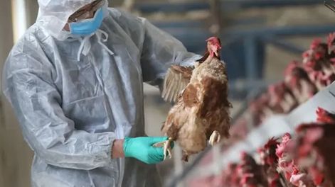 El Senasa detectó en Córdoba el segundo caso de influenza aviar