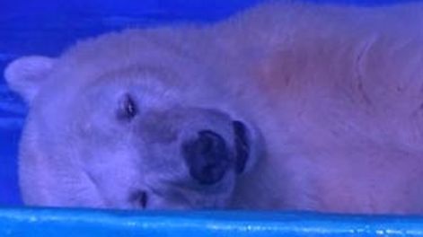 La infinita tristeza de un oso polar que vive en un shopping