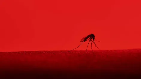 Vestir de color rojo es un imán para los mosquitos