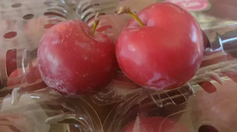 Mayor producción de ciruelas en esta temporada sanjuanina