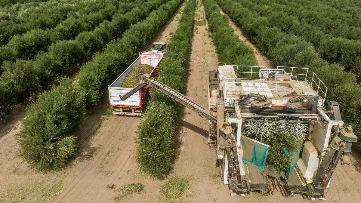 Cámara Olivícola: medio siglo promoviendo el desarrollo del sector