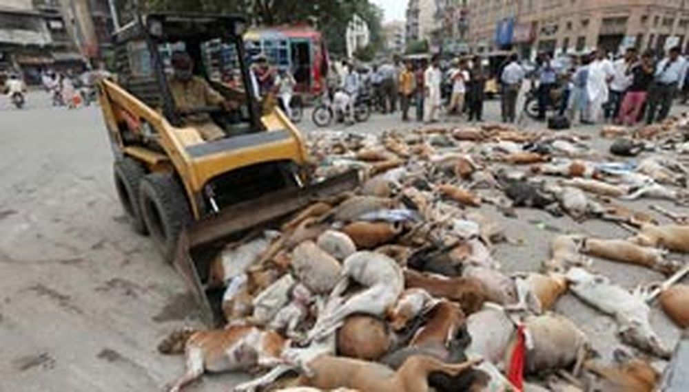 Brutal matanza de perros callejeros en Pakistán