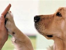 cordoba: impulsan un proyecto para regular la inhumacion conjunta de personas y sus animales de compania