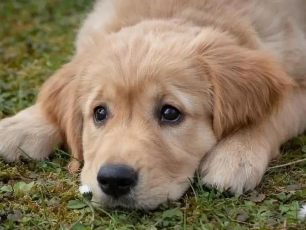 Recién casados adoptaron un perrito, lo mataron a fierrazos y se lo comieron