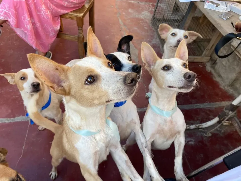 Los perros saben reconocer si una persona es mala
