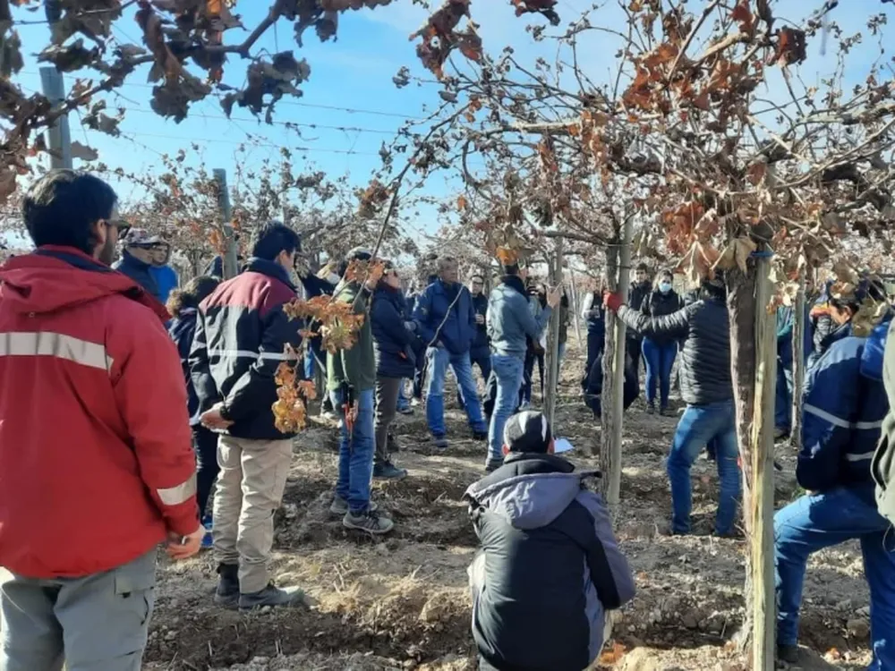 Capacitan a productores en Viticultura
