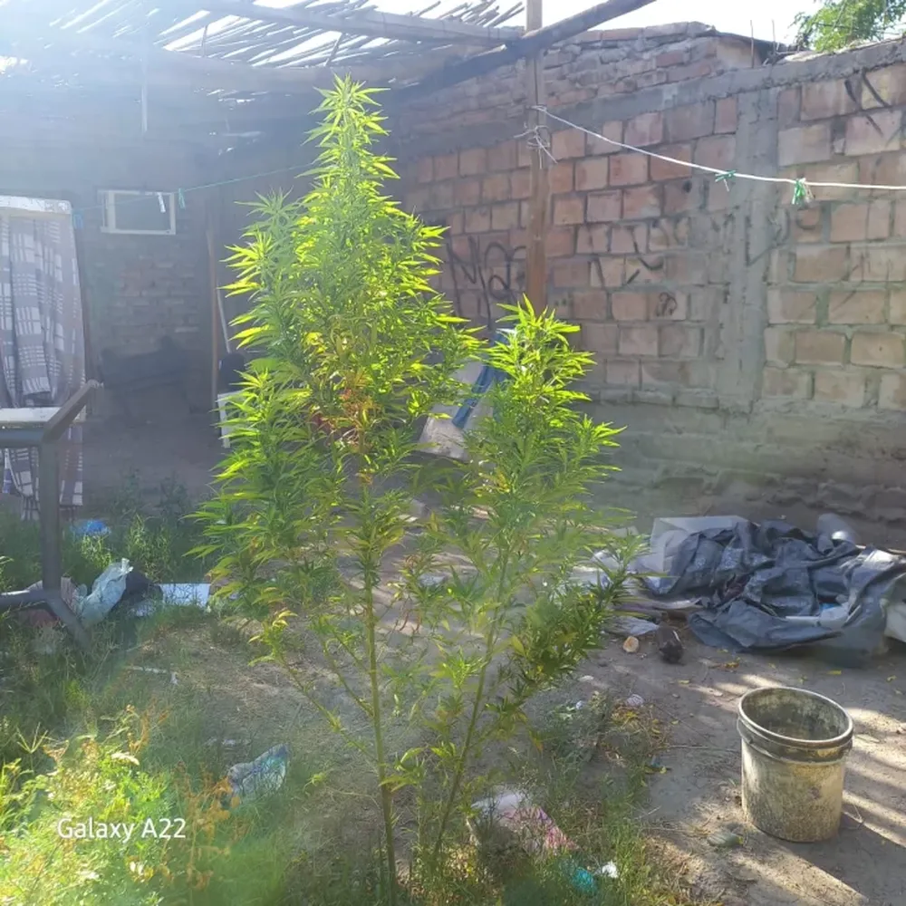 Fueron por un robo y encontraron plantas de marihuana