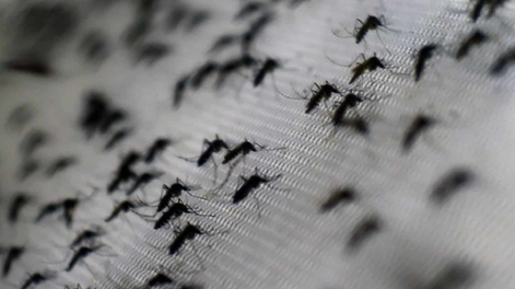 el nino enciende la alerta por una mayor presencia de mosquitos aedes aegypti en san juan y apuntan a la prevencion
