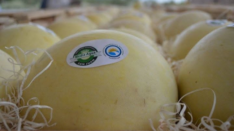 Sarmiento se prepara para la temporada del melón: ocho de cada 10 productores deben alquilar tierras y los costos son millonarios