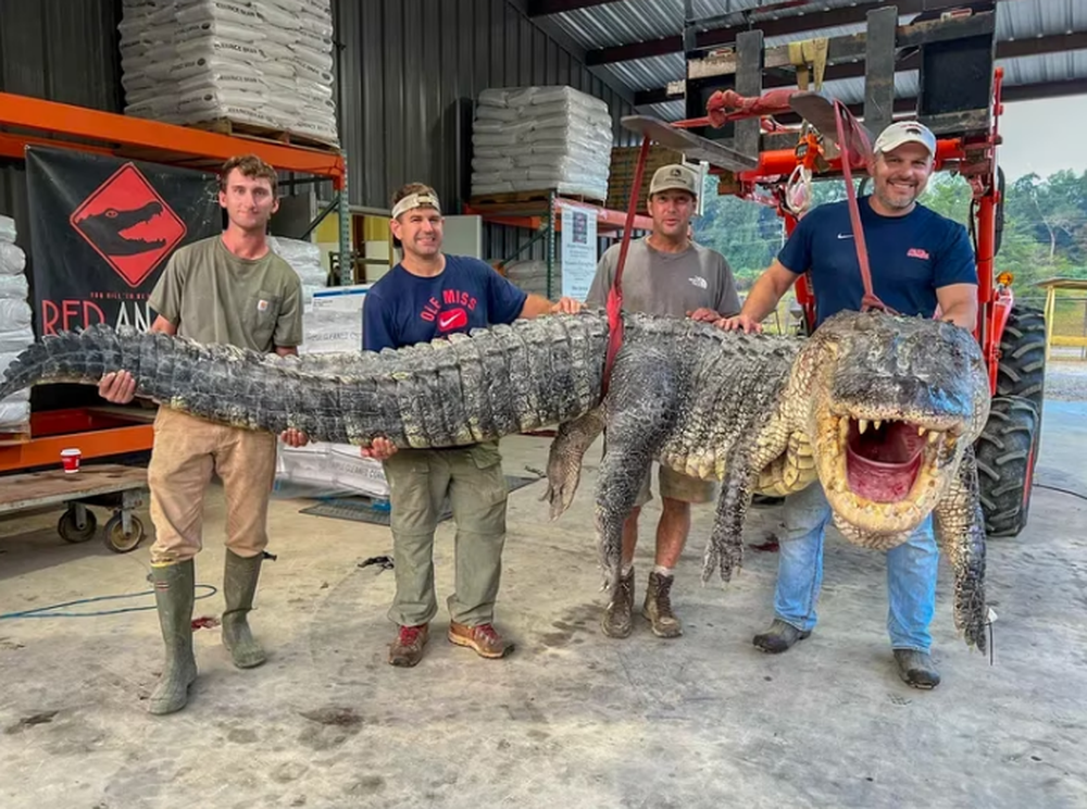 Increíble: atraparon un cocodrilo del tamaño de un monstruo de película