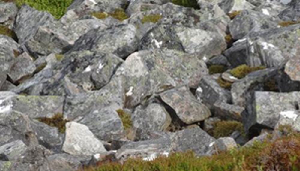 Desafío viral: ¿podés hallar el pájaro en esta foto?