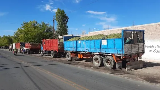 Las lluvias agudizaron la merma y pegó un salto el precio de la uva