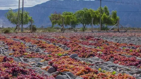 OPUESTOS. Las pasas fueron los productos con mayor crecimiento interanual, mientras lo que más cayó fue el aceite.