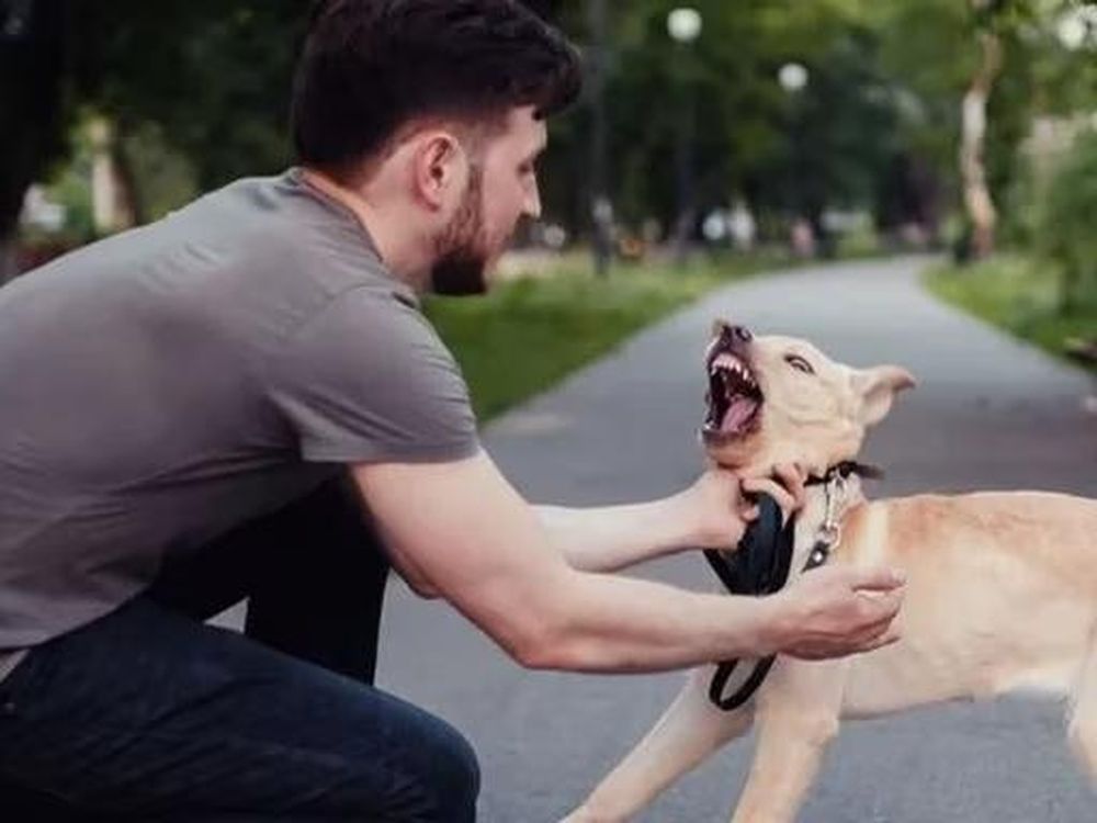 Los perros saben reconocer si una persona es mala: cómo lo hacen
