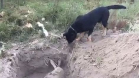 Video: perro enterró a su amigo que murió envenenado