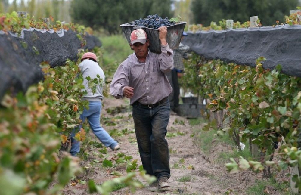 Específico. La línea de créditos que funcionarán como un adelanto para cosecha, acarreo y elaboración, está dirigida específicamente a la elaboración de mosto, un mercado que consideran central por ser de exportación.