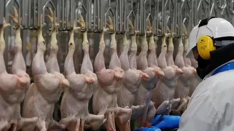 Senasa presentó un informe sobre la influenza aviar donde reveló que hubo 82 brotes en el país