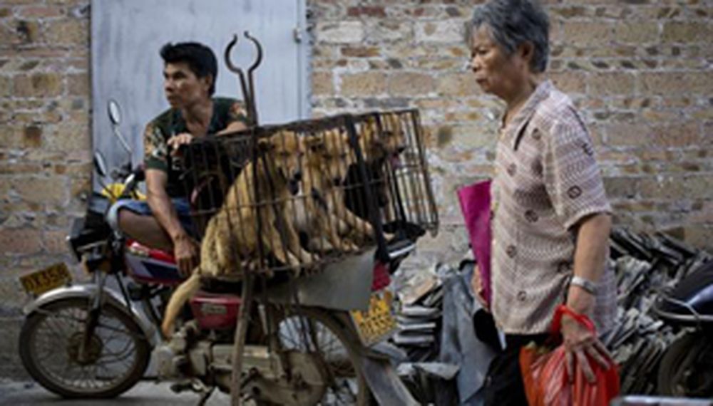 Ciudad china inicia su polémica carnicería de perros