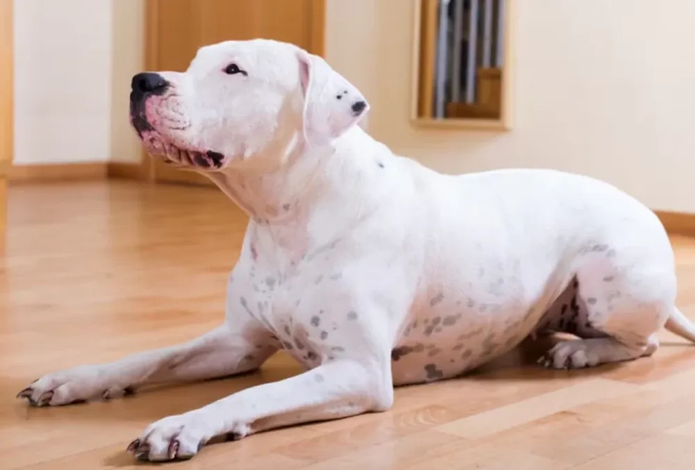 Tragedia en Santa Teresita: una mujer murió tras ser atacada por su propio perro