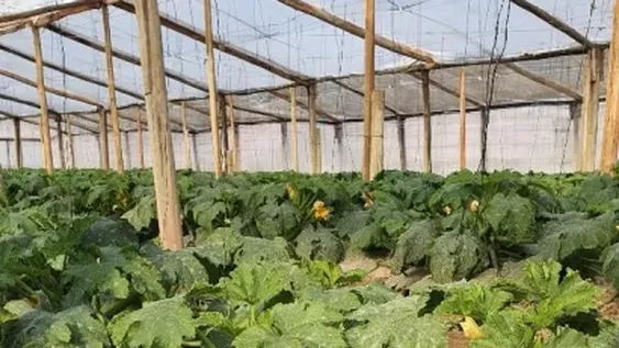 Productores de invernaderos en San Juan se unieron para crecer