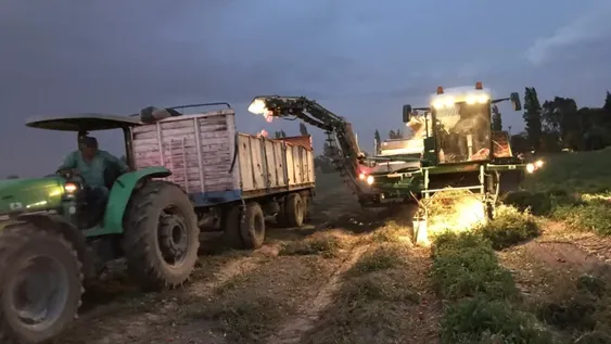 La superficie tomatera no se achica pero tampoco levanta rendimientos