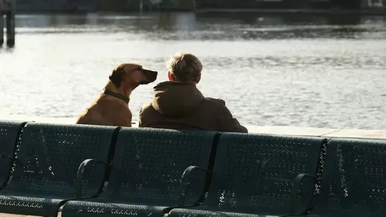 Un ranking reveló el país que más perros tiene: qué lugar ocupa Argentina