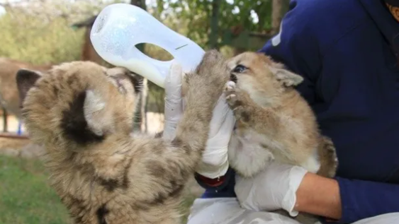 Ya buscan nombre para los pumitas del Faunístico: cómo participar