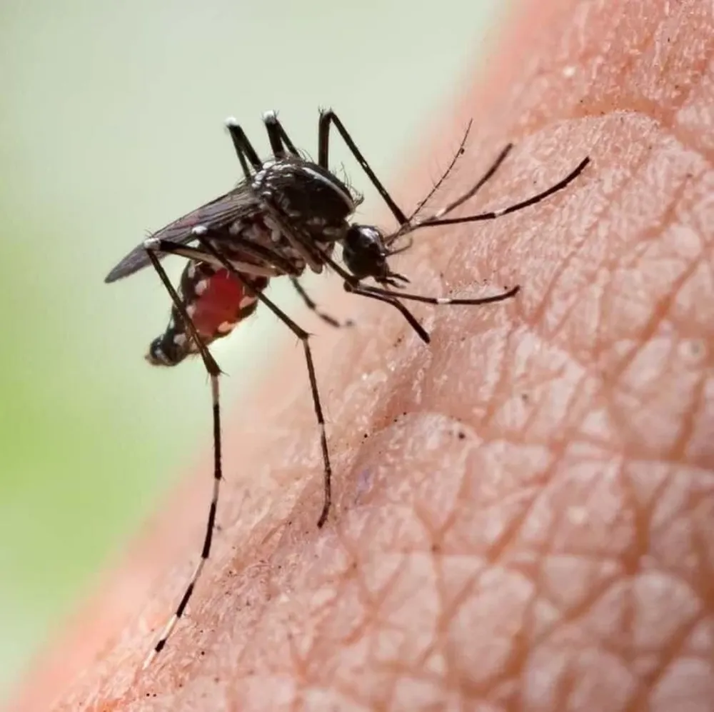 Confirman 4 casos autóctonos de dengue en San Juan: las recomendaciones