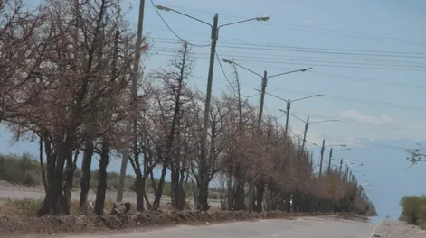 Diario de Cuyo | OBRA. Dicen que en febrero próximo un tramo de la Ruta 12, desde La Bebida en Rivadavia, lucirá un renovado y mejorado sistema de alumbrado público.