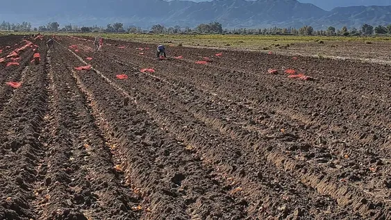 Temporada hortícola