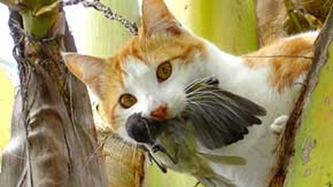 Felinos peligrosos