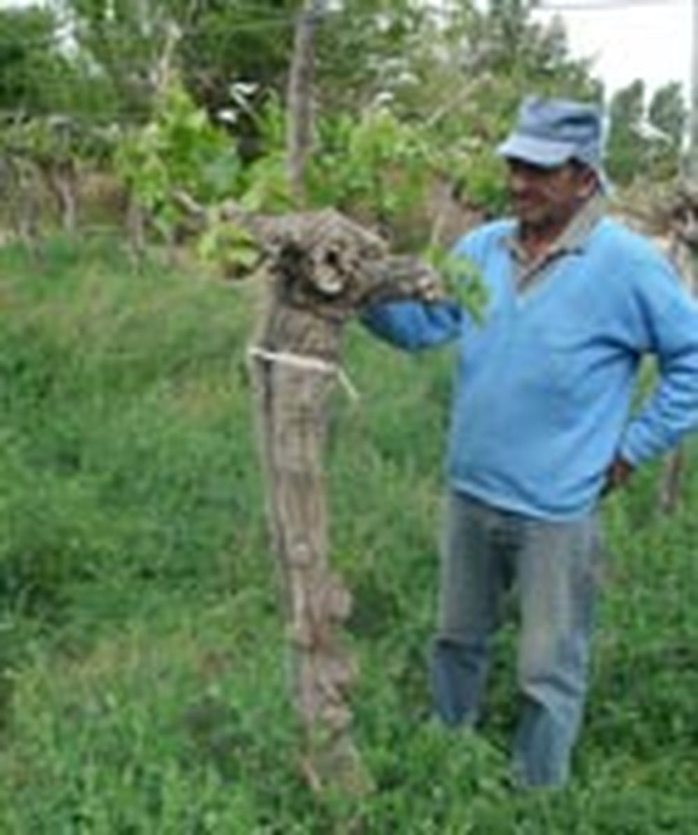 En 20 años las hectáreas de uva Moscatel disminuyeron un 64%