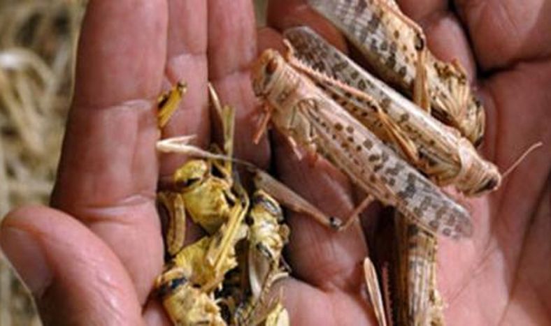 Una plaga de langostas azota el centro y norte de Argentina