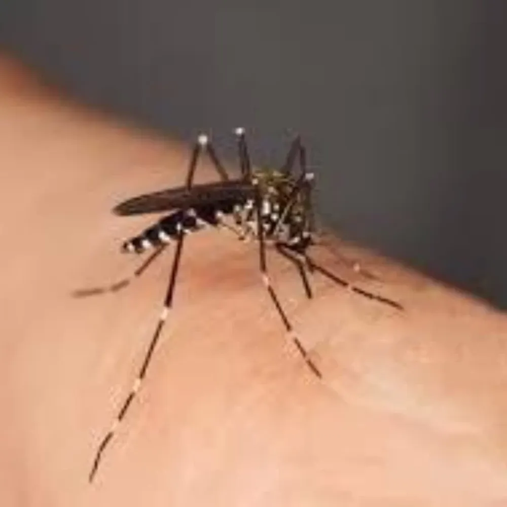 Primera muerte por dengue en San Juan: una mujer de 39 años