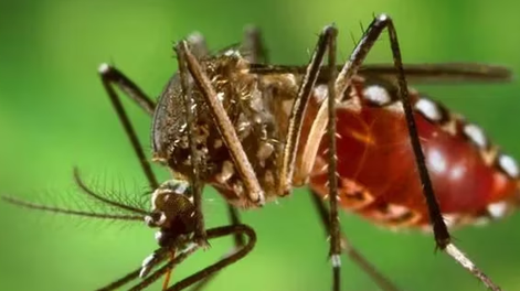 Infectólogos destacan la eficacia de la vacuna contra el dengue que aprobó la Anmat