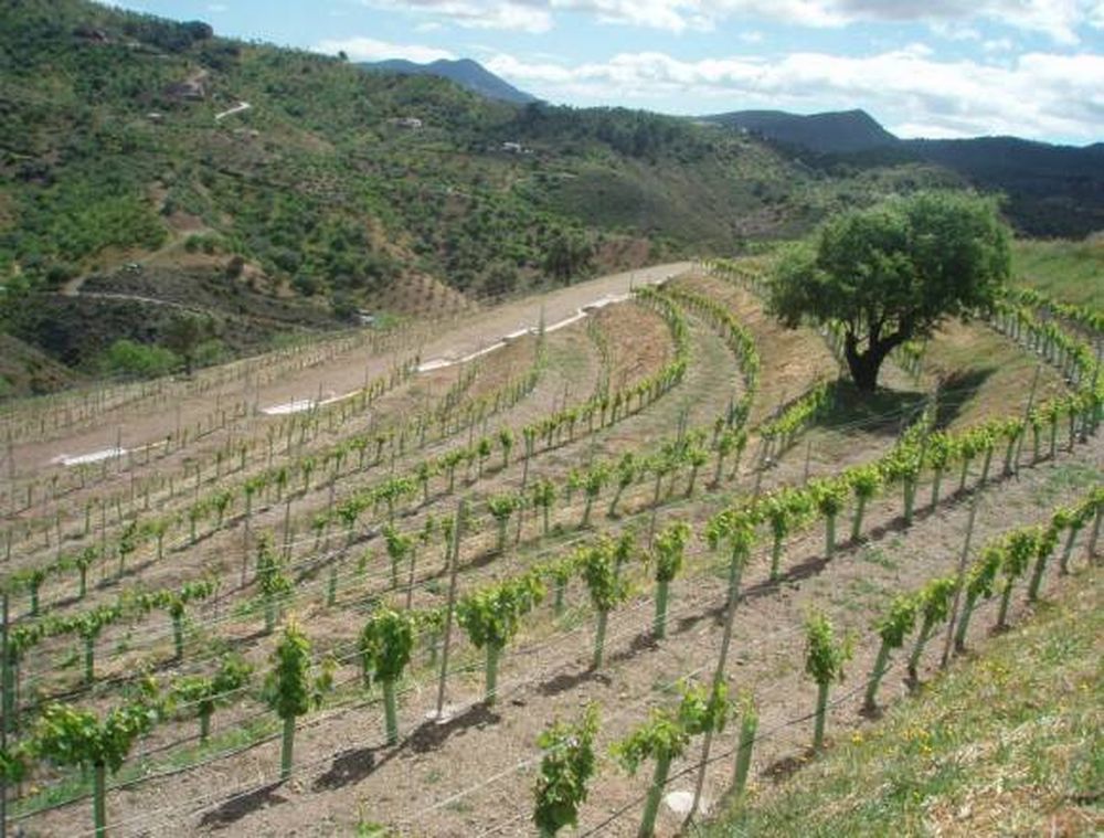 Europa realiza una  fuerte promoción  de todos sus vinos