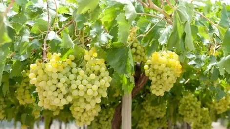 Taller de Ampelografía