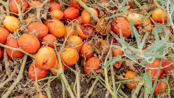 Los temporales de finales de enero generaron daños en vides, tomates, chacras, pistachos y otros cultivos.