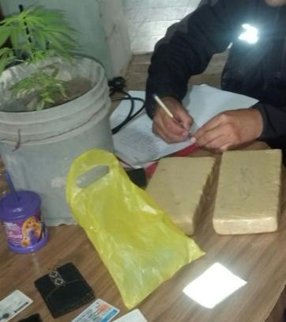 Marihuana: incautan ‘panes’ y plantas