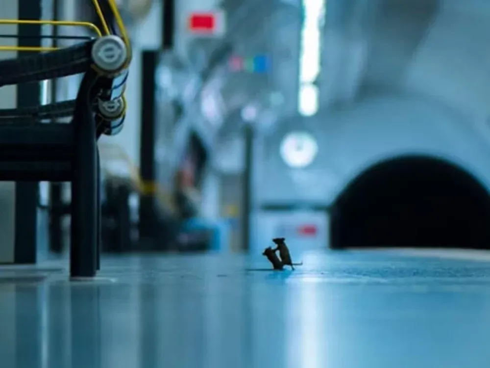 Una pelea de ratones en el metro, mejor foto de naturaleza del año