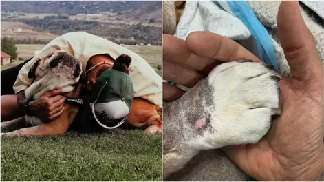 El conmovedor video de Lewis Hamilton por la muerte de Roscoe, la mascota más querida de la Fórmula 1
