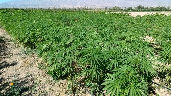 Plantas de cáñamo en pleno desarrollo vegetativo, en uno de los lotes experimentales del INTA en Pocito, San Juan.