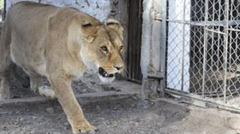 Capturaron la leona que había escapado del Parque Faunístico