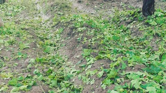 Entre heladas y granizo ¿hay que ser mago para producir uvas?